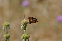 Coenonympha dorus