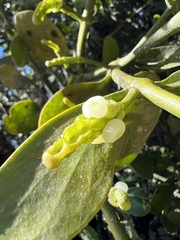 Dendrophthora clavata