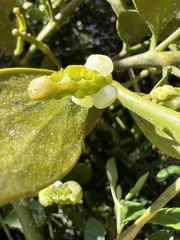 Dendrophthora clavata