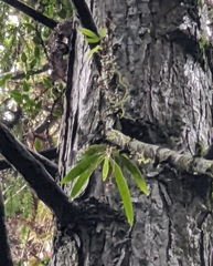 Thrixspermum laurisilvaticum