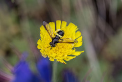 Chrysotoxum bicinctum