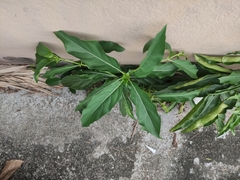 Morinda citrifolia