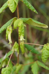 Correa reflexa lobata