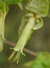 Correa reflexa lobata