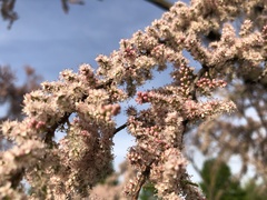 Tamarix