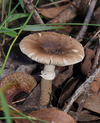 Amanita cinereoannulosa