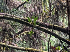 Bulbophyllum pectinatum