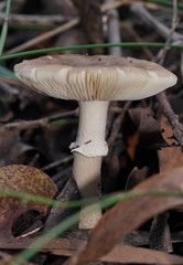 Amanita cinereoannulosa