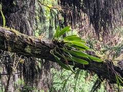 Bulbophyllum pectinatum