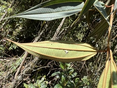 Miconia miocarpa