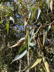 Miconia miocarpa