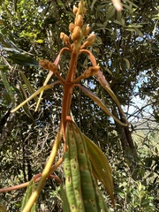 Miconia miocarpa