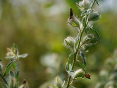 Crotalaria mysorensis
