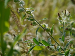 Crotalaria mysorensis
