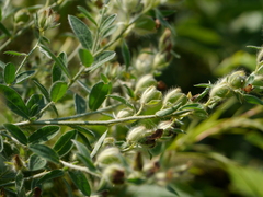 Crotalaria mysorensis