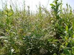 Crotalaria mysorensis