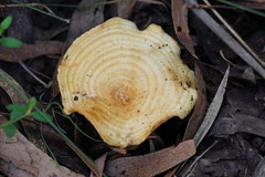 Multifurca stenophylla