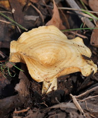 Multifurca stenophylla