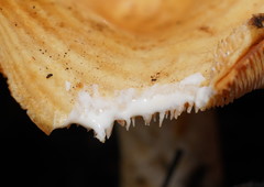 Multifurca stenophylla