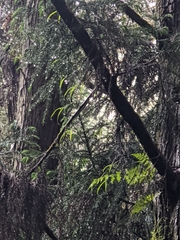 Dendrobium falconeri