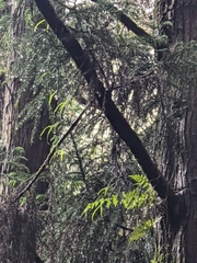 Dendrobium falconeri