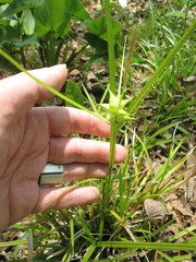 Carex intumescens