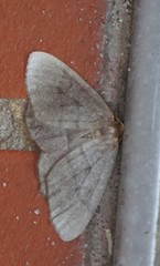 Lambdina pellucidaria