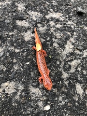 Pseudotriton ruber schencki