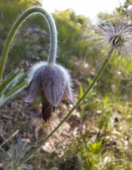 Pulsatilla cernua