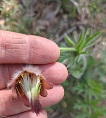 Pulsatilla cernua