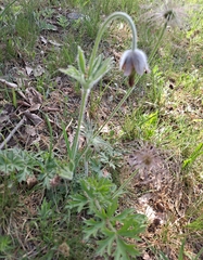 Pulsatilla cernua