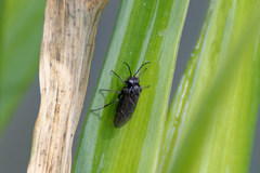 Phymatocera aterrima