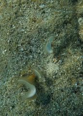 Padina pavonica