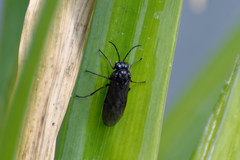 Phymatocera aterrima