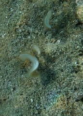 Padina pavonica