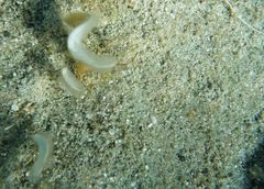 Padina pavonica