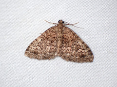 Chrysolarentia gypsomela