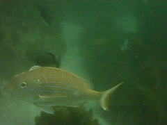 Pterogymnus laniarius