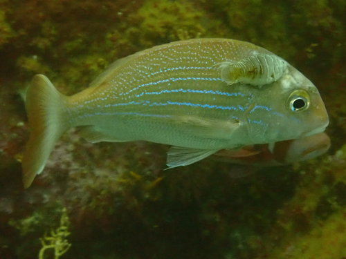 Panga seabream (Pterogymnus laniarius) — Sparidae — 4