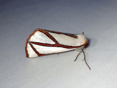 Thalaina angulosa