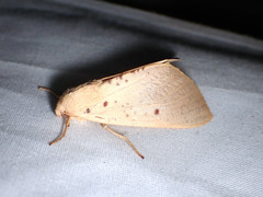 Plesanemma