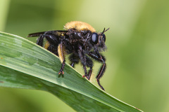 Laphria macquarti