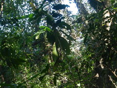 Triplaris americana