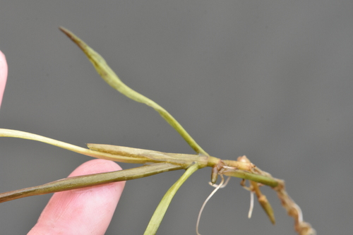 Longleaf Pondweed