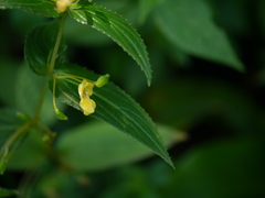 Impatiens dalzellii