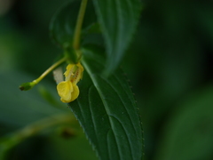 Impatiens dalzellii