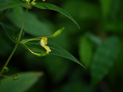 Impatiens dalzellii