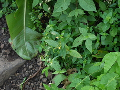 Impatiens dalzellii