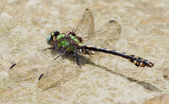 Ophiogomphus carolus