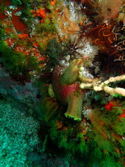 Ascidia incrassata